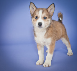 Pomsky Puppies